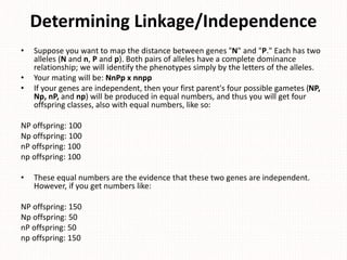 Determining Linkage/Independence
• Suppose you want to map the distance between genes "N" and "P." Each has two
alleles (N and n, P and p). Both pairs of alleles have a complete dominance
relationship; we will identify the phenotypes simply by the letters of the alleles.
• Your mating will be: NnPp x nnpp
• If your genes are independent, then your first parent's four possible gametes (NP,
Np, nP, and np) will be produced in equal numbers, and thus you will get four
offspring classes, also with equal numbers, like so:
NP offspring: 100
Np offspring: 100
nP offspring: 100
np offspring: 100
• These equal numbers are the evidence that these two genes are independent.
However, if you get numbers like:
NP offspring: 150
Np offspring: 50
nP offspring: 50
np offspring: 150
 