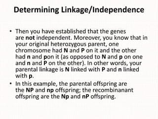 Determining Linkage/Independence
• Then you have established that the genes
are not independent. Moreover, you know that in
your original heterozygous parent, one
chromosome had N and P on it and the other
had n and pon it (as opposed to N and p on one
and n and P on the other). In other words, your
parental linkage is N linked with P and n linked
with p.
• In this example, the parental offspring are
the NP and np offspring; the recombinanant
offspring are the Np and nP offspring.
 