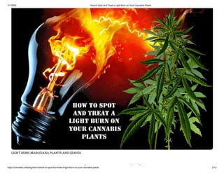 7/1/2020 How to Spot and Treat a Light Burn on Your Cannabis Plants
https://cannabis.net/blog/how-to/how-to-spot-and-treat-a-light-burn-on-your-cannabis-plants 2/13
LIGHT BURN MARIJUANA PLANTS AND LEAVES
d i h
 