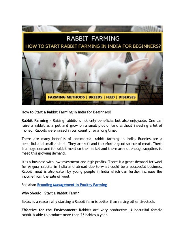 How to start a rabbit farming in India for beginners?