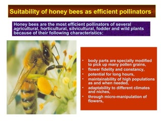Suitability of honey bees as efficient pollinators:
• body parts are specially modified
to pick up many pollen grains,
• flower fidelity and constancy,
• potential for long hours,
• maintainability of high populations
as and when needed,
• adaptability to different climates
and niches,
• through micro-manipulation of
flowers,
Honey bees are the most efficient pollinators of several
agricultural, horticultural, silvicultural, fodder and wild plants
because of their following characteristics:
 