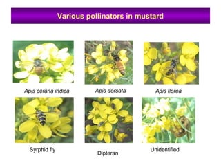 Various pollinators in mustard
•
Apis cerana indica Apis dorsata Apis florea
Syrphid fly
Dipteran
Unidentified
 