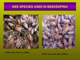BEE SPECIES USED IN BEEKEEPING
Italian honey bee Apis mellifera
Indian hive bee A.c.indica
 