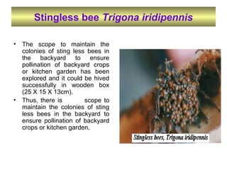 Stingless bee Trigona iridipennis
• The scope to maintain the
colonies of sting less bees in
the backyard to ensure
pollination of backyard crops
or kitchen garden has been
explored and it could be hived
successfully in wooden box
(25 X 15 X 13cm).
• Thus, there is scope to
maintain the colonies of sting
less bees in the backyard to
ensure pollination of backyard
crops or kitchen garden.
 