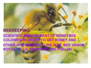 BEEKEEPING
SCIENTIFIC MANAGEMENT OF HONEYBEE
COLONIES IN ORDER TO GET HONEY AND
OTHER HIVE PRODUCT LIKE WAX, BEE VENOM
ROYAL JELLY, PROPOLIS AND POLLEN.
 