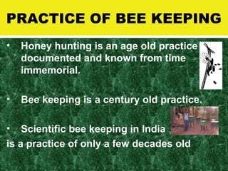 PRACTICE OF BEE KEEPING
• Honey hunting is an age old practice
documented and known from time
immemorial.
• Bee keeping is a century old practice.
• Scientific bee keeping in India
is a practice of only a few decades old
 