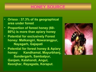 HONEY SOURCE
• Orissa : 37.3% of its geographical
area under forest
• Proportion of forest honey (60-
80%) is more than apiary honey
• Potential for exclusively Forest
honey: Malkangiri, Nawarangpur,
Nayagarh, Gajapati
• Potential for forest honey & Apiary
honey: Kandhamal, Mayurbhanj,
Sundergarh, Sambalpur,
Ganjam, Kalahandi, Angul,
Keonjhar, Rayagada, Koraput.
 
