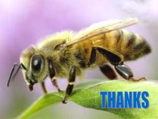 How to start beekeeping