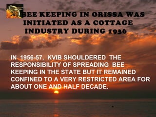 BEE KEEPING IN ORISSA WAS
INITIATED AS A COTTAGE
INDUSTRY DURING 1936
IN 1956-57, KVIB SHOULDERED THE
RESPONSIBILITY OF SPREADING BEE
KEEPING IN THE STATE BUT IT REMAINED
CONFINED TO A VERY RESTRICTED AREA FOR
ABOUT ONE AND HALF DECADE.
 