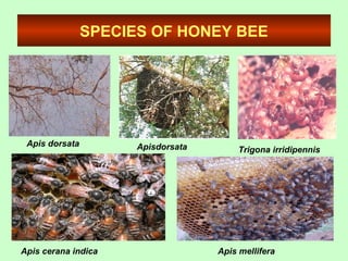 SPECIES OF HONEY BEE
Apis dorsata Apisdorsata Trigona irridipennis
Apis cerana indica Apis mellifera
 