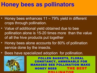Honey bees as pollinators
• Honey bees enhances 11 – 79% yield in different
crops through pollination.
• Value of additional yield obtained due to bee
pollination alone is 15-20 times more than the value
of all the hive products put together
• Honey bees alone accounts for 80% of pollination
service done by the insects.
• Bees have specialized adoption for pollination.
POLLEN BASKETS, FLORAL
CONSTANCY, AMMENABLE FOR
MANAGED BEE POLLINATION MAKE
HONEY BEES THE BEST
 