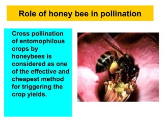 Role of honey bee in pollination
Cross pollination
of entomophilous
crops by
honeybees is
considered as one
of the effective and
cheapest method
for triggering the
crop yields.
 