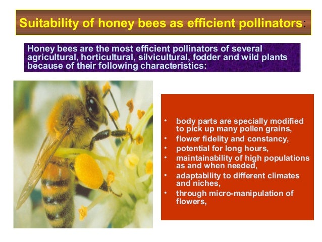 beekeeping