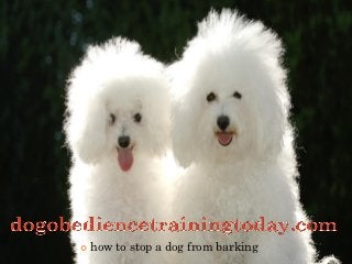    how to stop a dog from barking
 