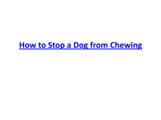 How to Stop a Dog from Chewing 
