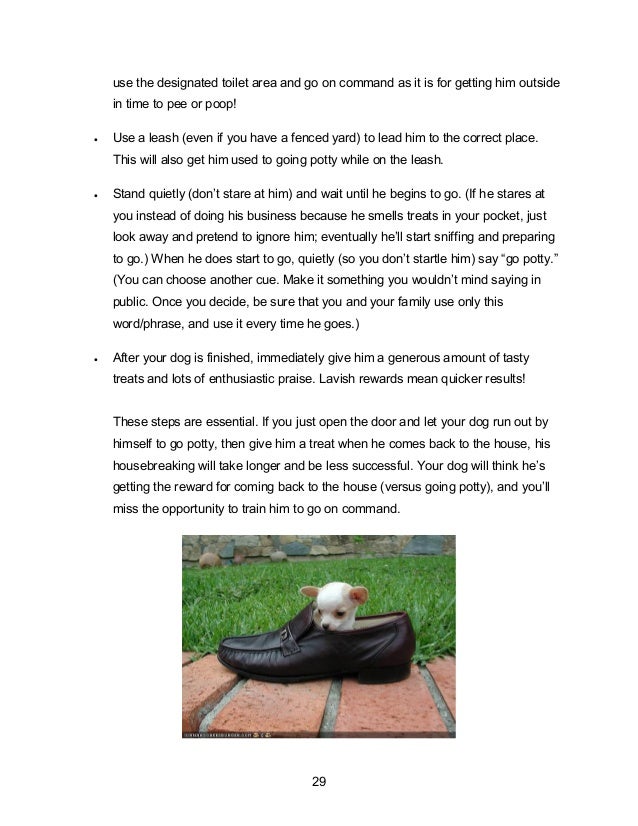 How To Bladder Train Your Dog How To Bladder Train Your Dog