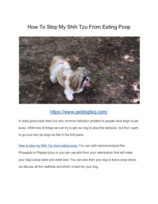 make my dog stop eating poop