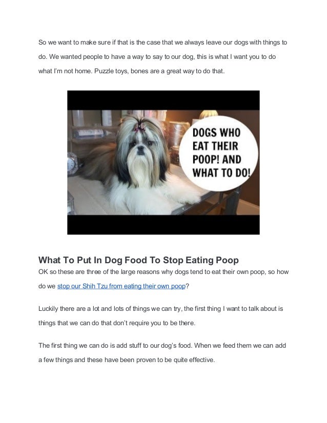 How to stop my shih tzu from eating poop