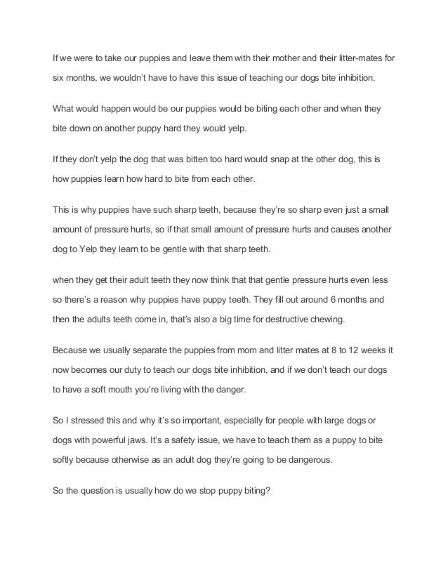 shih tzu puppy biting