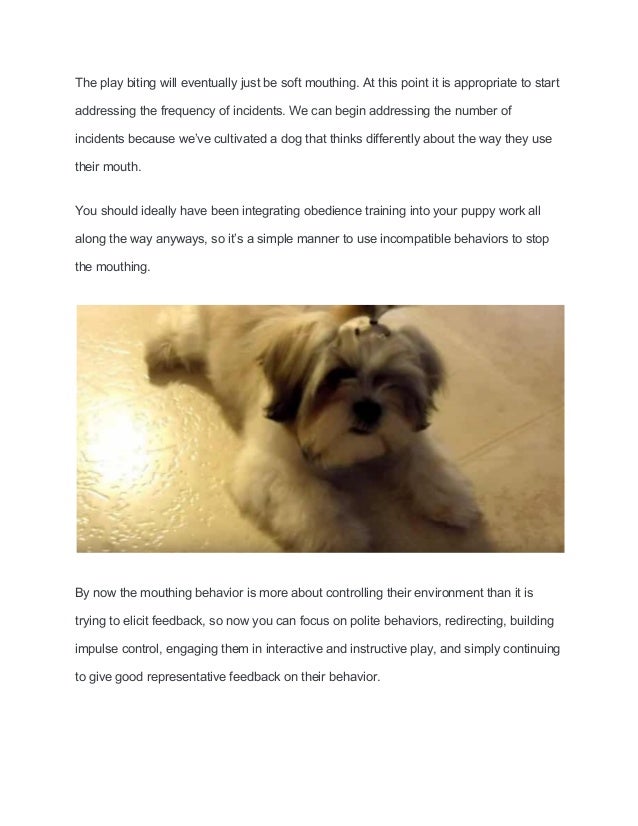 shih tzu puppy training stop biting