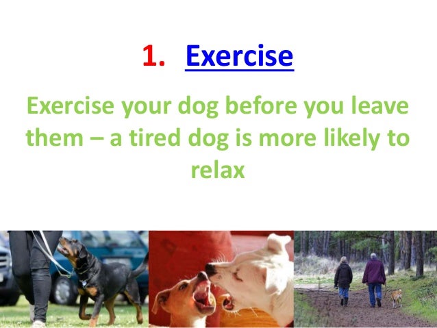 how to stop dog from barking when you leave