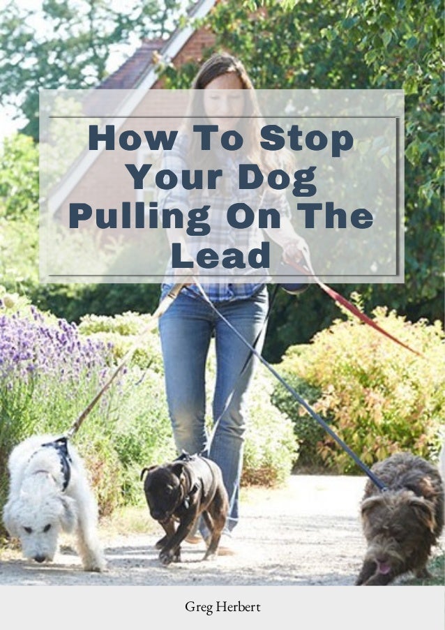 How to stop your dog pulling on the lead.