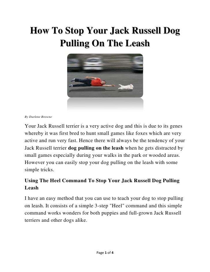 how to your to stop pulling how to stop your pulling on the leash how to your to stop pulling how to stop your pulling on the leash