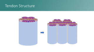 How To Study Structural and Functional Properties of Tendon | PDF