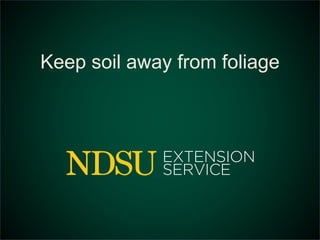 Keep soil away from foliage 
 