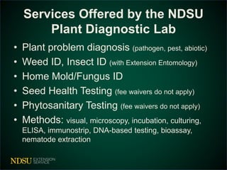 Services Offered by the NDSU 
Plant Diagnostic Lab 
• Plant problem diagnosis (pathogen, pest, abiotic) 
• Weed ID, Insect ID (with Extension Entomology) 
• Home Mold/Fungus ID 
• Seed Health Testing (fee waivers do not apply) 
• Phytosanitary Testing (fee waivers do not apply) 
• Methods: visual, microscopy, incubation, culturing, 
ELISA, immunostrip, DNA-based testing, bioassay, 
nematode extraction 
 