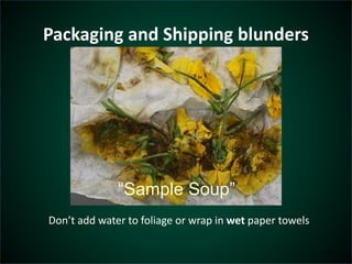 Packaging and Shipping blunders 
Don’t add water to foliage or wrap in wet paper towels 
23 
“Sample Soup” 
 