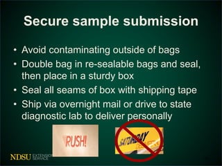 Secure sample submission 
• Avoid contaminating outside of bags 
• Double bag in re-sealable bags and seal, 
then place in a sturdy box 
• Seal all seams of box with shipping tape 
• Ship via overnight mail or drive to state 
diagnostic lab to deliver personally 
28 
 