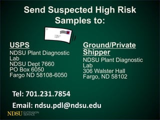 Send Suspected High Risk 
Samples to: 
USPS 
NDSU Plant Diagnostic 
Lab 
NDSU Dept 7660 
PO Box 6050 
Fargo ND 58108-6050 
Ground/Private 
Shipper 
NDSU Plant Diagnostic 
Lab 
306 Walster Hall 
Fargo, ND 58102 
Tel: 701.231.7854 
Email: ndsu.pdl@ndsu.edu 
 