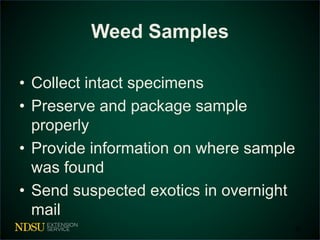 Weed Samples 
• Collect intact specimens 
• Preserve and package sample 
properly 
• Provide information on where sample 
was found 
• Send suspected exotics in overnight 
mail 
32 
 