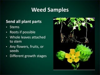 Weed Samples 
Send all plant parts 
• Stems 
• Roots if possible 
• Whole leaves attached 
to stem 
• Any flowers, fruits, or 
seeds 
• Different growth stages 
33 
 
