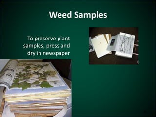 Weed Samples 
To preserve plant 
samples, press and 
dry in newspaper 
34 
 