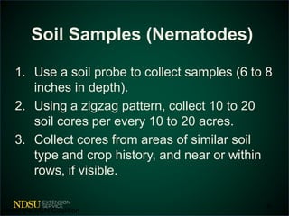 Soil Samples (Nematodes) 
1. Use a soil probe to collect samples (6 to 8 
inches in depth). 
2. Using a zigzag pattern, collect 10 to 20 
soil cores per every 10 to 20 acres. 
3. Collect cores from areas of similar soil 
type and crop history, and near or within 
rows, if visible. 
35 
*from the SCN Coalition 
 
