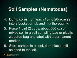 Soil Samples (Nematodes) 
4. Dump cores from each 10- to 20-acre set 
into a bucket or tub and mix thoroughly. 
5. Place 1 pint (2 cups, about 500 cc) of 
mixed soil in a soil sampling bag or plastic 
zippered bag and label with a permanent 
marker. 
6. Store sample in a cool, dark place until 
shipped to the lab. 
36 
*from the SCN Coalition 
 