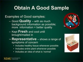 Obtain A Good Sample 
Examples of Good samples: 
– Good Quality – with as much 
background information as possible; 
more information = better quality 
– Kept Fresh and cool until 
brought/mailed in 
– Representative – shows a range of 
symptoms of concern 
• Includes healthy tissue whenever possible 
• Includes entire plant whenever possible 
• Includes an idea of what is ‘normal’ 
 