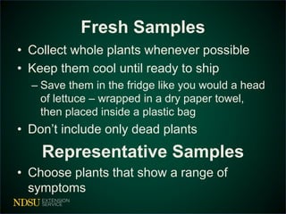 Fresh Samples 
• Collect whole plants whenever possible 
• Keep them cool until ready to ship 
– Save them in the fridge like you would a head 
of lettuce – wrapped in a dry paper towel, 
then placed inside a plastic bag 
• Don’t include only dead plants 
Representative Samples 
• Choose plants that show a range of 
symptoms 
 