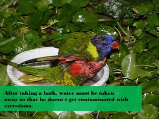 After taking a bath, water must be taken 
away so that he doesn´t get contaminated with 
excretions.
 