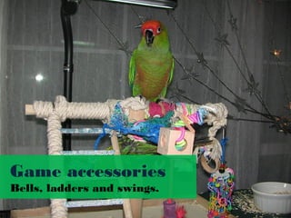 Game accessories
Bells, ladders and swings.
 