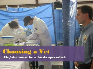 Choosing a Vet
He/she must be a birds specialist.
 