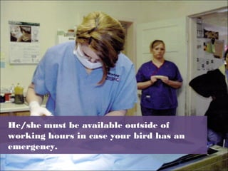 He/she must be available outside of
working hours in case your bird has an
emergency.
 