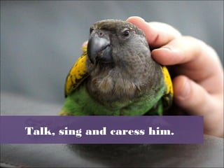Talk, sing and caress him.
 
