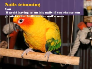 Nails trimming
You
´ll avoid having to cut his nails if you choose rou
gh sticks that facilitate the nail´s wear.
 