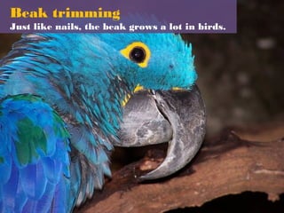 Beak trimming
Just like nails, the beak grows a lot in birds.
 