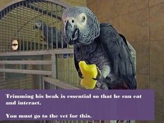 Trimming his beak is essential so that he can eat
and interact.
You must go to the vet for this.
 