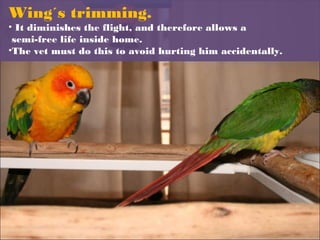 Wing´s trimming.
• It diminishes the flight, and therefore allows a 
semi-free life inside home.
•The vet must do this to avoid hurting him accidentally.
 
