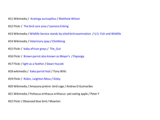 #11 Wikimedia /  Aratinga auricapillus / Matthew Wilson
#12 Flickr /  The bird care area / Leonora Enking
#13 Wikimedia / Wildlife Service stands by oiled bird examination  / U.S. Fish and Wildlife
#14 Wikimedia / Veterinary spay / Chetblong
#15 Flickr /  baby african greys /  The_Gut
#16 Flickr /  Brown parrot also known as Meyer's  / Papooga
#17 Flickr / light as a feather / Dawn Huczek
#18 wikimedia /  Kaka parrot foot / Tony Wills
#19 Flickr /  Robin, Leighton Moss / Gidzy
#20 Wikimedia / Amazona pretrei -bird cage / Andrea O Guimarães
#21 Wikimedia / Psittacus erithacus erithacus -pet eating apple / Peter F
#22 Flickr / Obsessed blue bird / Maarten
 